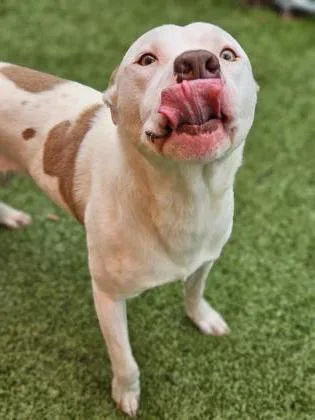An adult large-sized male Mixed Breed dog named Buckwheat for adoption in Savannah, GA