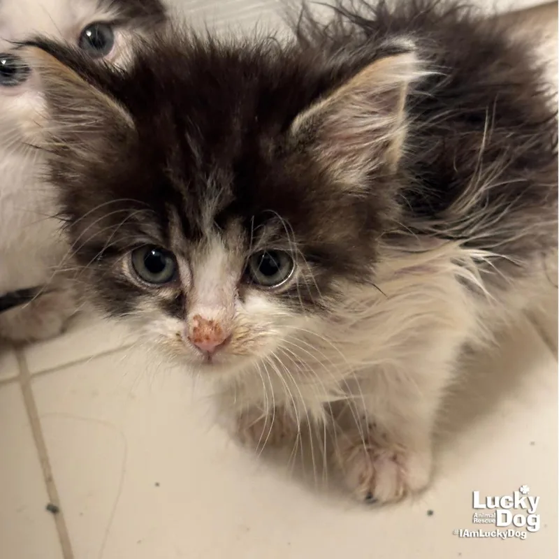 A baby medium-sized female Domestic Medium Hair cat named Sannie for adoption in Washington, DC