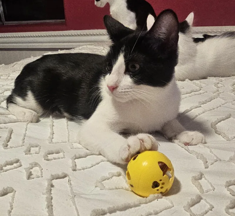 A baby small-sized female Black Domestic Short Hair cat named Lennon Gaelic for adoption in Chandler, AZ