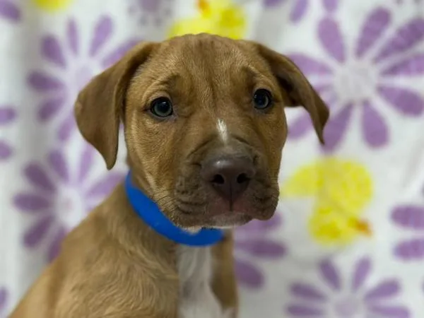 A baby small-sized male Pit Bull Terrier dog named Condensation for adoption in Portland, OR