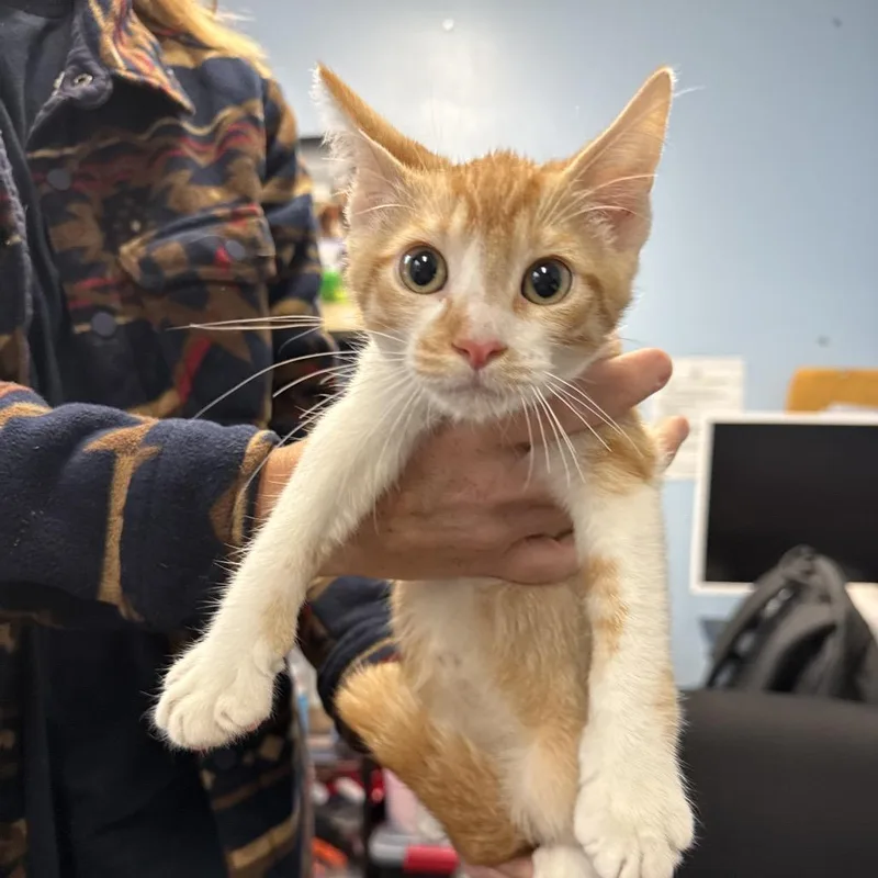 A baby small-sized male Orange / Red Domestic Short Hair cat named Freddy for adoption in Wahiawa, HI