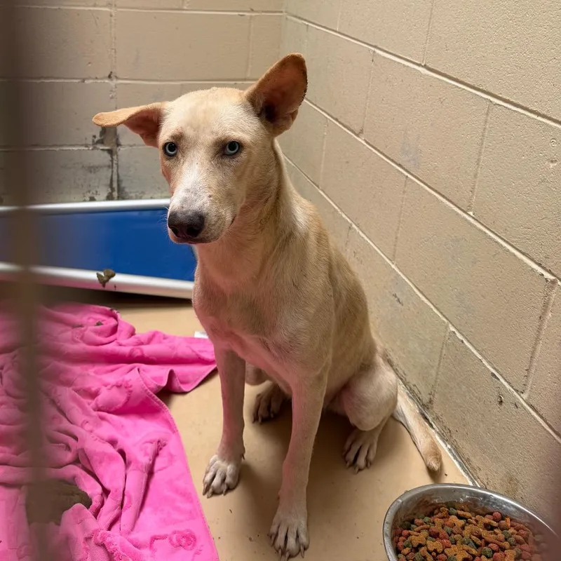 An adult medium-sized female Yellow / Tan / Blond / Fawn Shepherd dog named Tuscstray for adoption in Tuscaloosa, AL