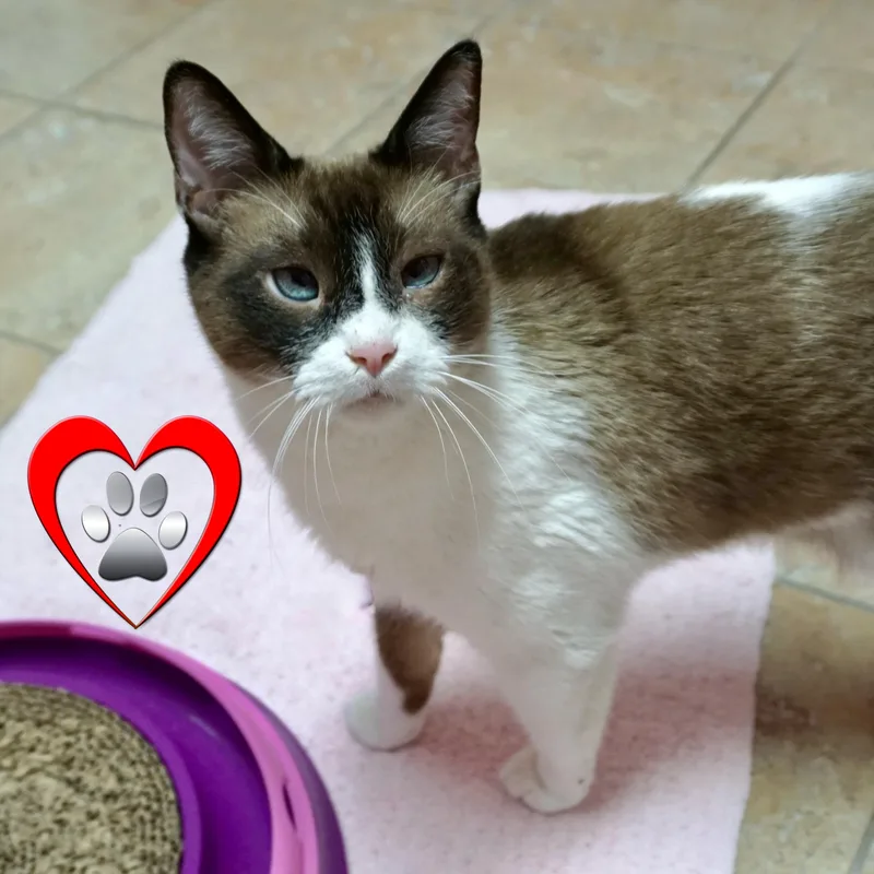 A senior medium-sized male Domestic Short Hair cat named Banditt for adoption in Fountain Hills, AZ