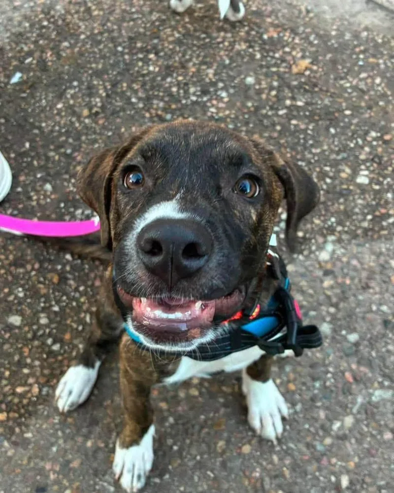 A young large-sized male Brindle Mixed Breed dog named Memphis for adoption in Manhattan, KS