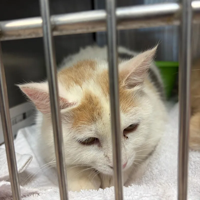A young medium-sized female Calico Domestic Medium Hair cat named Milk for adoption in Ardmore, OK