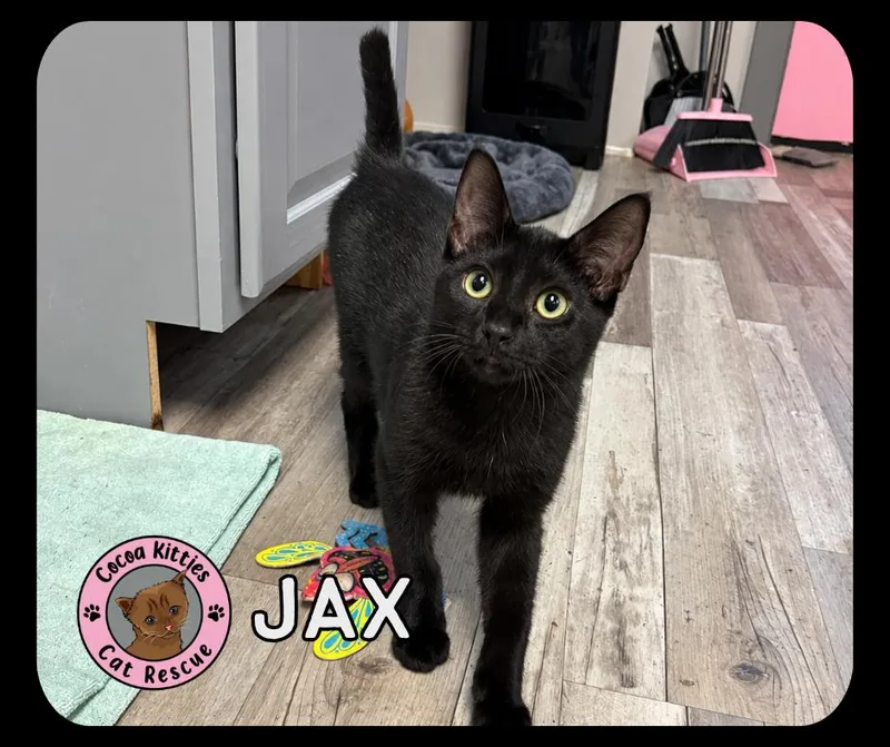 A young small-sized female Domestic Short Hair cat named Jax for adoption in Hershey, PA