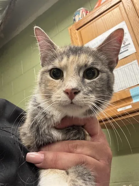 An adult medium-sized female Domestic Short Hair cat named Lala for adoption in Indianapolis, IN