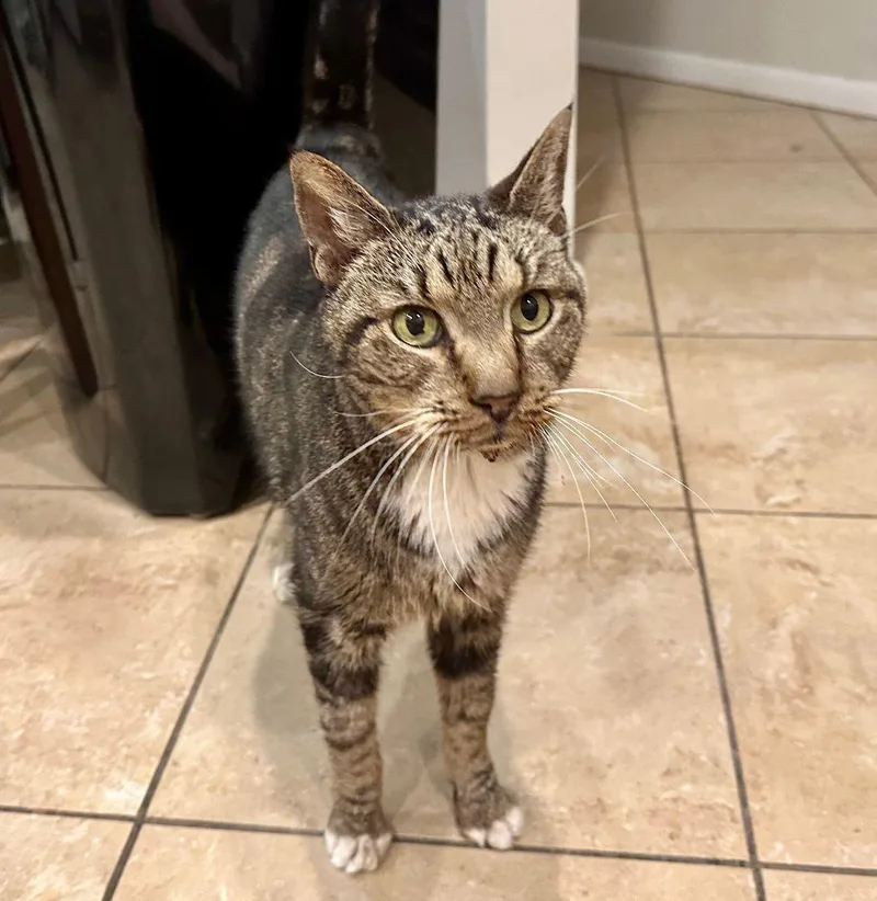 A senior large-sized male Tabby cat named Calvin for adoption in Pompano Beach, FL