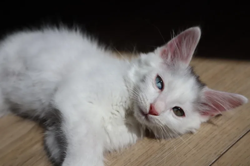 A baby small-sized male Domestic Short Hair cat named Mo for adoption in Burbank, CA