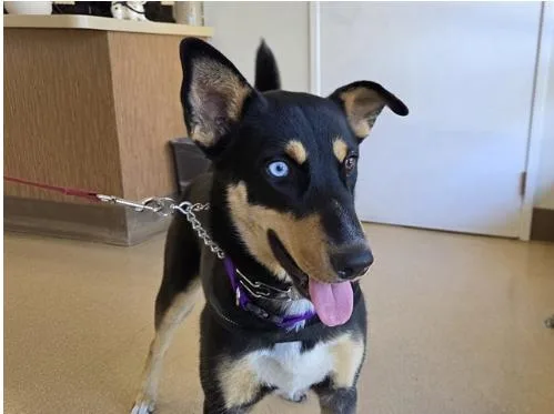 A baby large-sized female Black Siberian Husky dog named Zula for adoption in San Clemente, CA