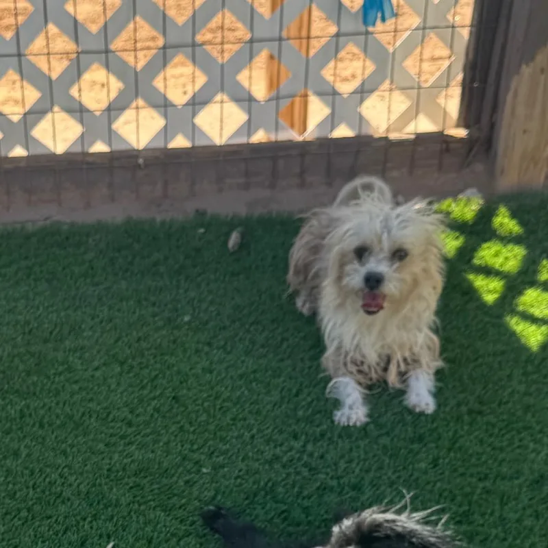 An adult small-sized male Yellow / Tan / Blond / Fawn Terrier dog named Dude for adoption in Phoenix, AZ