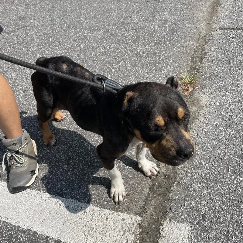 An adult medium-sized female Brown / Chocolate Mixed Breed dog named StrayNLumpkinRoadndAvenue for adoption in Columbus, GA