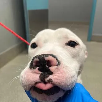 An adult medium-sized male Pit Bull Terrier dog named Bodger for adoption in Las Vegas, NV