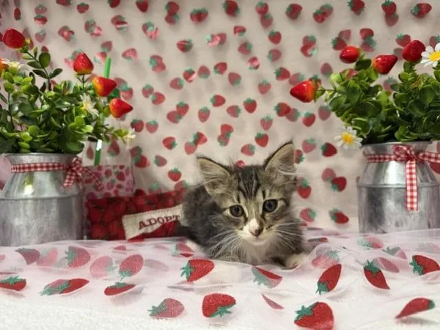 A baby small-sized male Domestic Long Hair cat named Chocolate Chip for adoption in Fairfield, CA