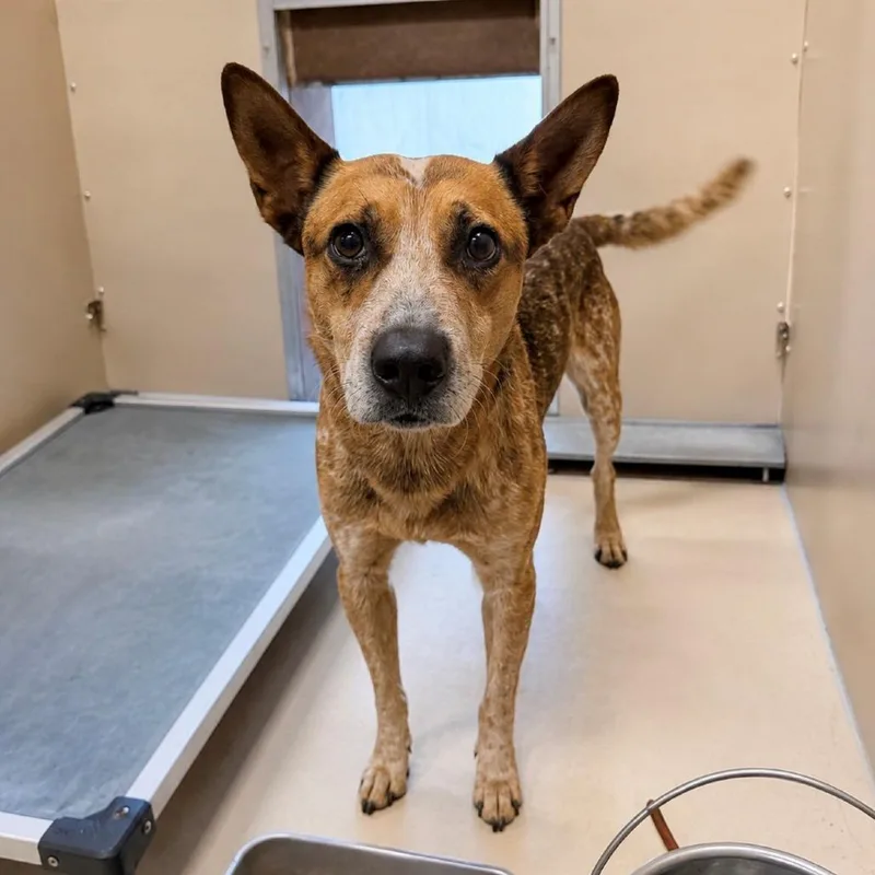 An adult medium-sized male Red / Chestnut / Orange Cattle Dog dog named Taz for adoption in Henderson, NV