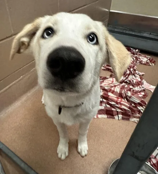 A baby medium-sized female Siberian Husky dog named Linda for adoption in San Diego, CA