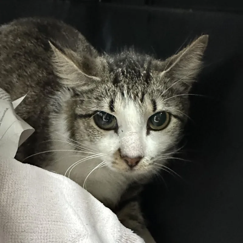 An adult medium-sized female Gray / Blue / Silver Domestic Short Hair cat named Vega for adoption in Lake Jackson, TX