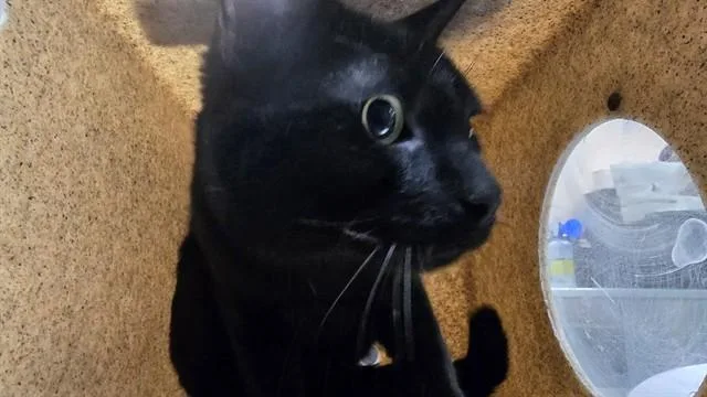 A young small-sized male Domestic Short Hair cat named Tucker for adoption in Thousand Palms, CA