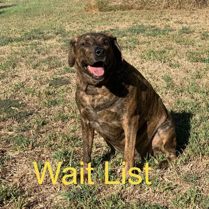 An adult small-sized female Brindle Mixed Breed dog named Jenny for adoption in Livingston, TX
