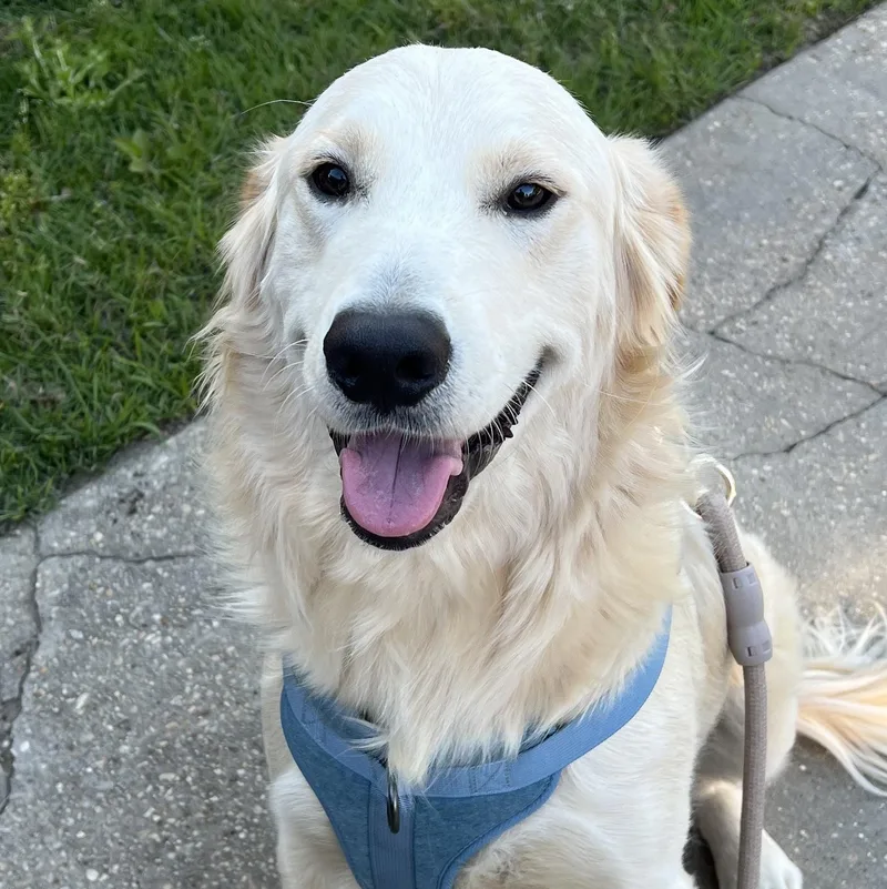 A young medium-sized male White / Cream Golden Retriever dog named Barrett for adoption in Mobile , AL