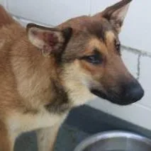 A young medium-sized female Yellow / Tan / Blond / Fawn German Shepherd Dog dog named Chanel for adoption in Weatherford, TX