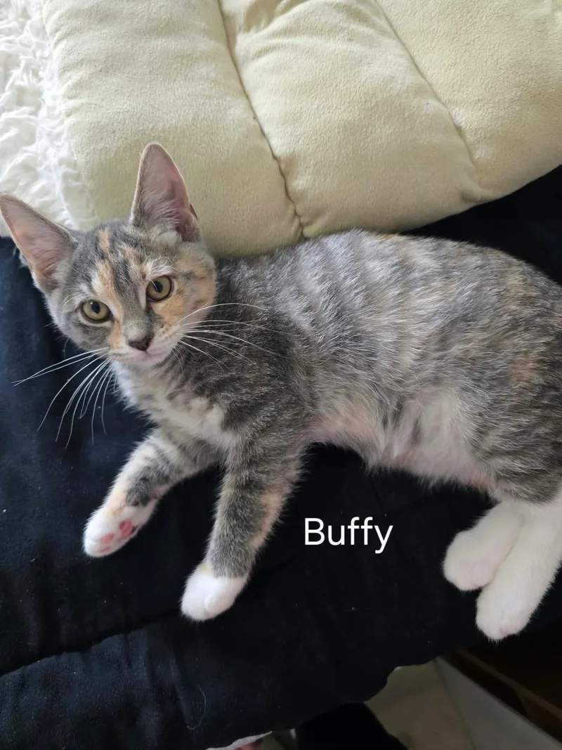 A baby medium-sized female Dilute Calico cat named Buffy for adoption in Ephrata, WA