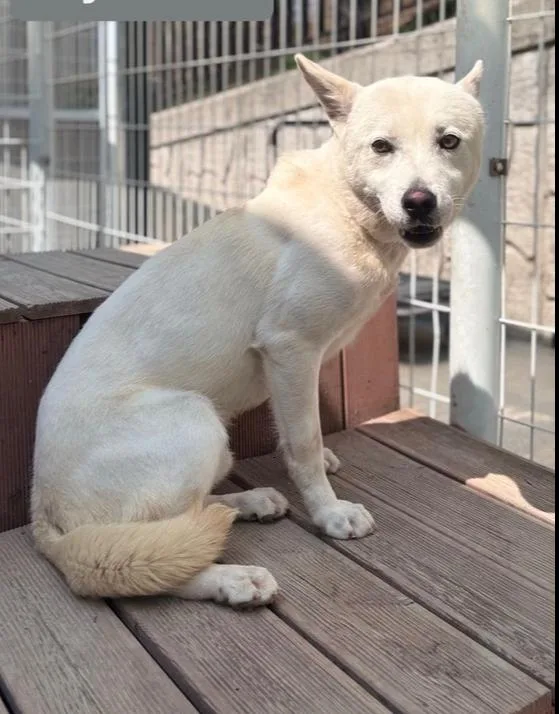 A baby medium-sized male Jindo dog named Paul for adoption in Long Island City, NY