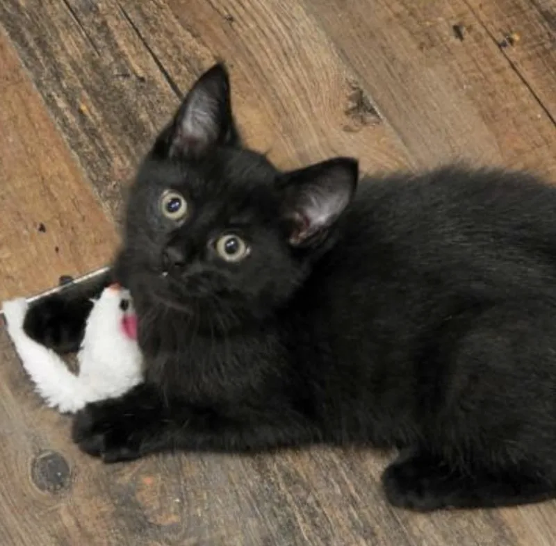 A baby small-sized female Black Domestic Short Hair cat named Mew for adoption in Maineville, OH