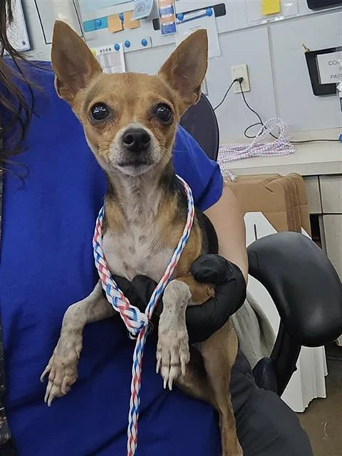 An adult small-sized female Mixed Breed dog named Miah for adoption in Dallas, TX