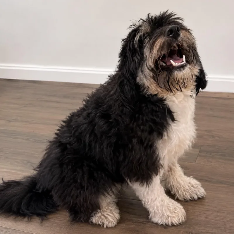 An adult small-sized male Black Aussiedoodle dog named Benson for adoption in Pilot Point, TX