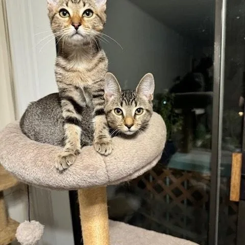 Juniper Mo “as Introverted thumbnail 2