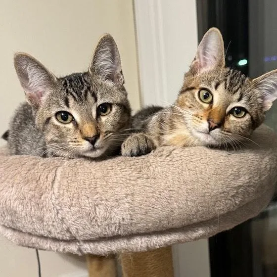 Juniper Mo “as Introverted thumbnail 3