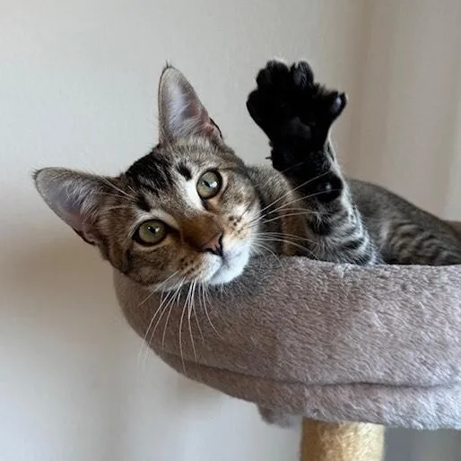 Juniper Mo “as Introverted thumbnail 4