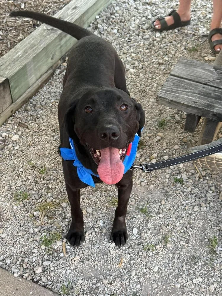 An adult large-sized male Labrador Retriever dog named Lindor for adoption in Peoria, IL