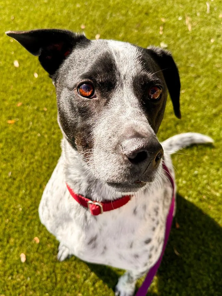 An adult large-sized male Tricolor (Brown, Black, & White) German Shorthaired Pointer dog named Otto for adoption in Shawnee, OK