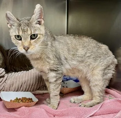 A senior small-sized female Buff / Tan / Fawn Domestic Short Hair cat named Alice for adoption in Annapolis, MD