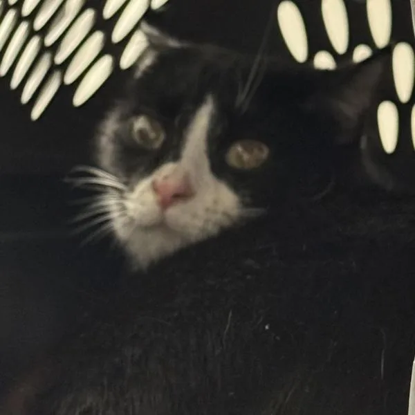 An adult small-sized female Domestic Short Hair cat named Cici for adoption in Des Moines, IA