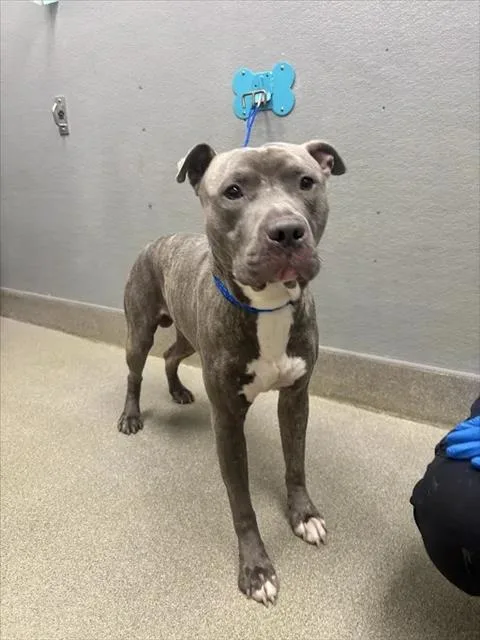 An adult large-sized male Pit Bull Terrier dog named Googly Bear for adoption in Las Vegas, NV