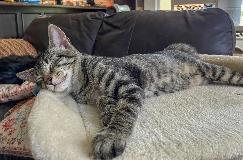 A baby medium-sized male Domestic Short Hair cat named Louie for adoption in Lighthouse Point, FL