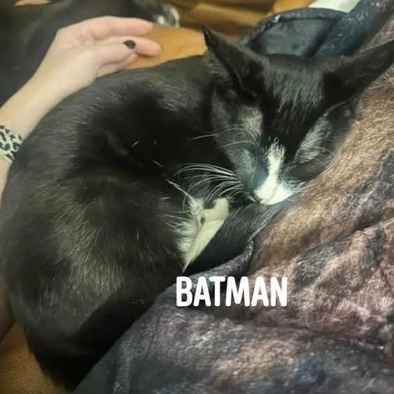 Batman C