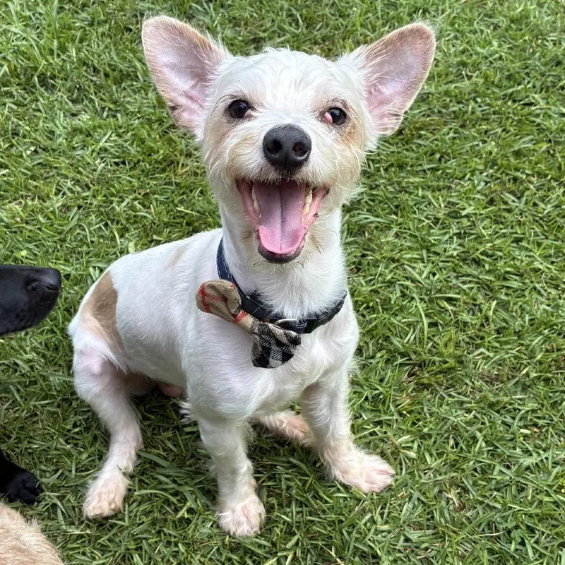 A young small-sized male White / Cream Yorkshire Terrier dog named Rufus for adoption in Baton Rouge, LA