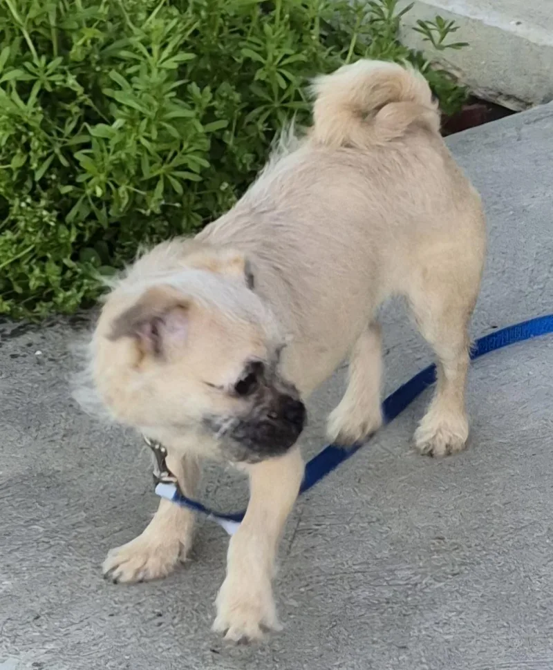 An adult small-sized male Yellow / Tan / Blond / Fawn Pug dog named Clyde for adoption in Sardinia, OH