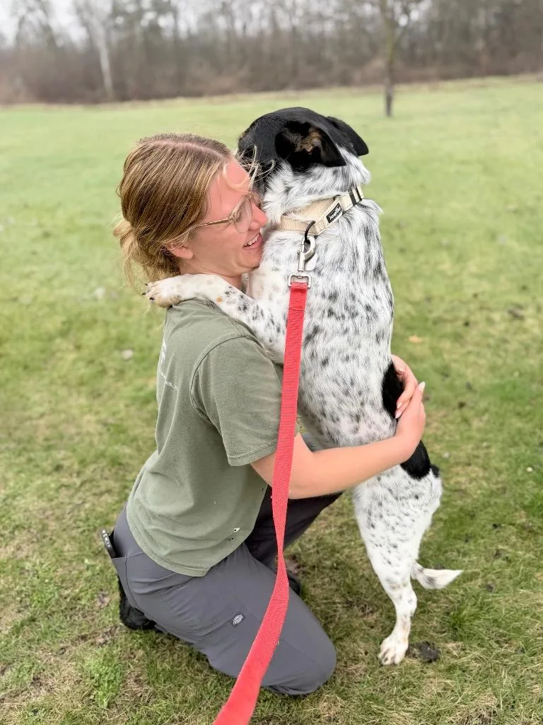 A young medium-sized male Mixed Breed dog named Mofeta for adoption in Menomonie, WI
