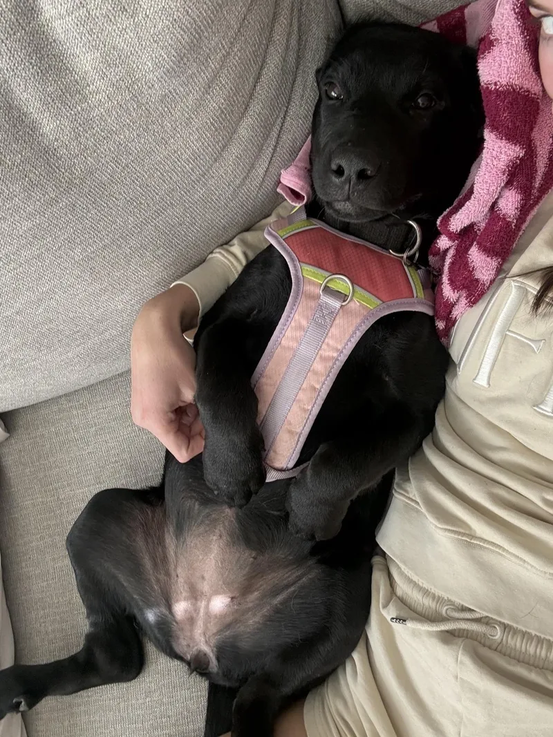 A baby large-sized female Labrador Retriever dog named Skye for adoption in Concord, CA