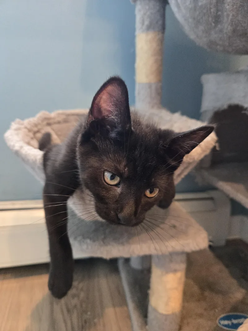 A baby small-sized female Domestic Short Hair cat named Harp for adoption in Bethel Park, PA