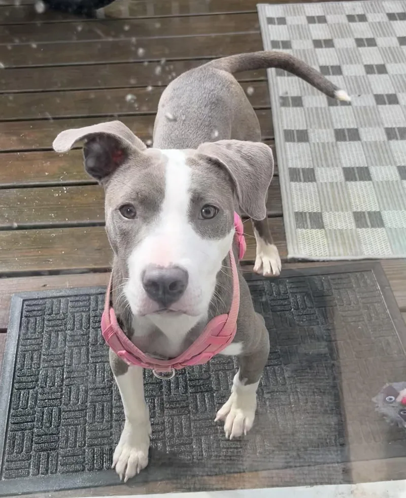 A young medium-sized female Pit Bull Terrier dog named Storm for adoption in Philadelphia, PA
