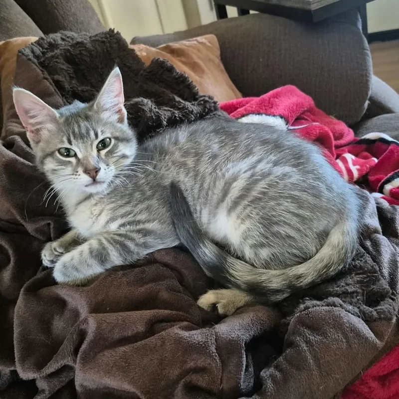 A baby medium-sized male Tabby (Gray / Blue / Silver) Domestic Short Hair cat named Dylan for adoption in Warr Acres, OK