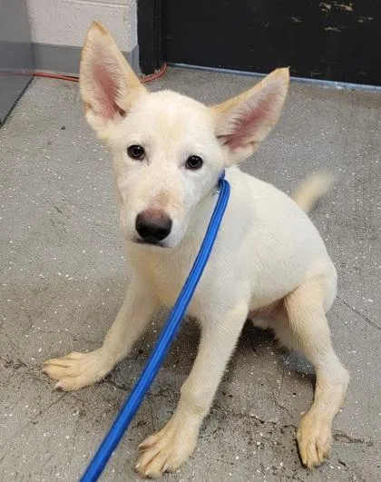 A baby medium-sized male Mixed Breed dog named Trent for adoption in West Chester, PA