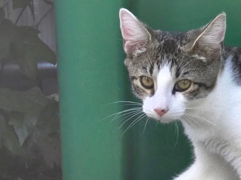 A baby medium-sized male White Domestic Short Hair cat named Kenny Rogers for adoption in Great Neck, NY