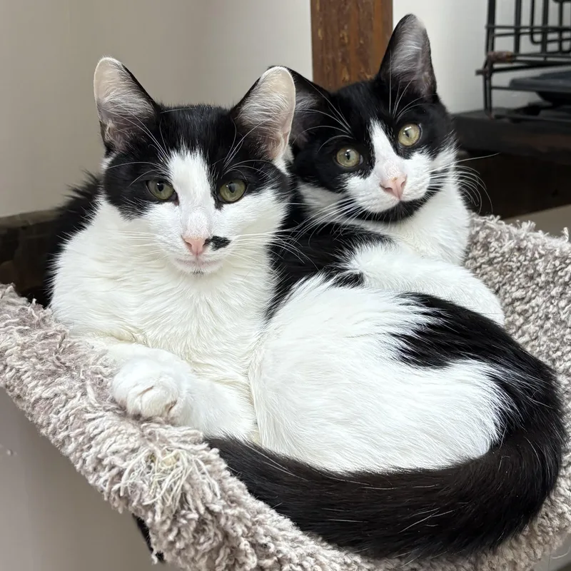 A baby small-sized male American Shorthair cat named Frank & Frisco for adoption in Medford, MA